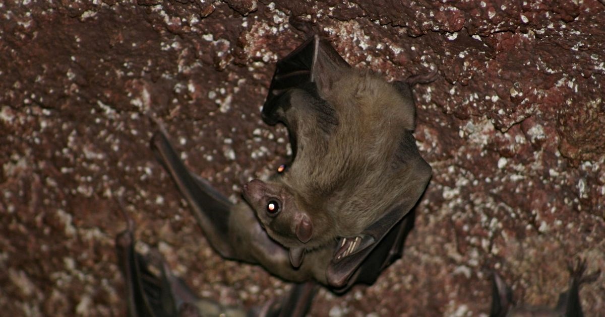 Zoološki vrt Grada Zagreba ovu subotu obilježava Noć šišmiša