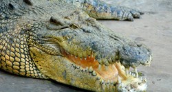 Ronioca u Australiji krokodil ugrizao za glavu