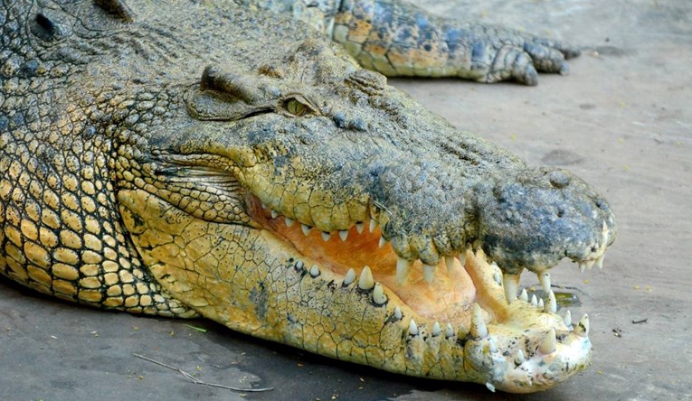 Ronioca u Australiji za glavu ugrizao morski krokodil, uspio je pobjeći 