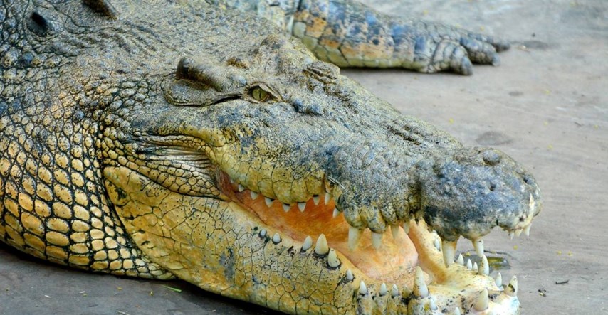 Ronioca u Australiji krokodil ugrizao za glavu