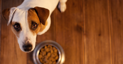 Sedam milijuna pregleda: Pas ne želi jesti dok vlasnica ne učini jednu stvar