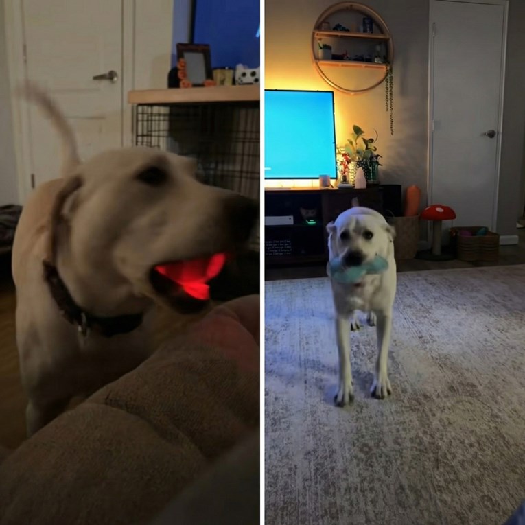 VIDEO Labrador postao hit na internetu zbog plesa na K-pop glazbu