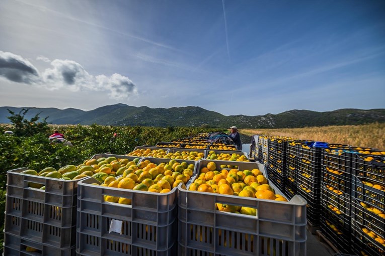 Uništena hrpa mandarina. "20 godina koristimo taj pesticid i sad je odjednom otrovan"