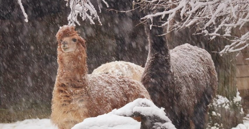 Životinje u zagrebačkom ZOO-u uživaju na snijegu