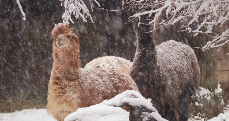 Životinje u zagrebačkom ZOO-u uživaju na snijegu