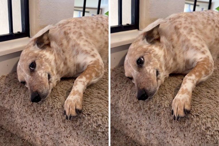 1,2 mil. pregleda: Dramatična reakcija psa na odbijanje nasmijala je internet