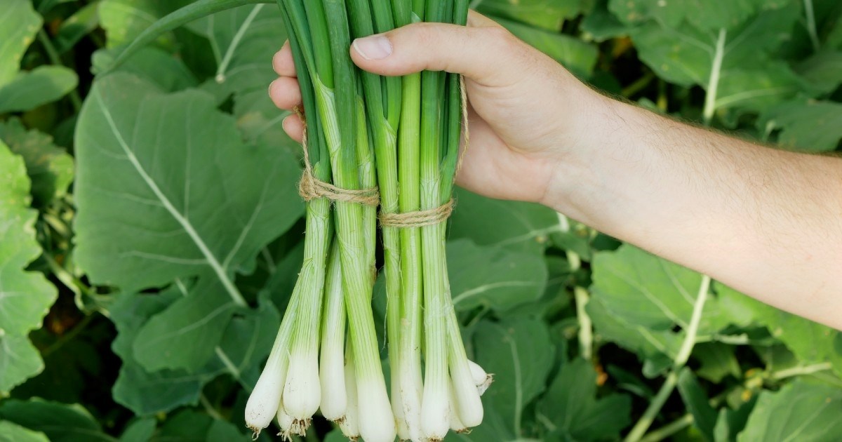 Što se događa s organizmom i zdravljem ako često jedemo mladi luk?
