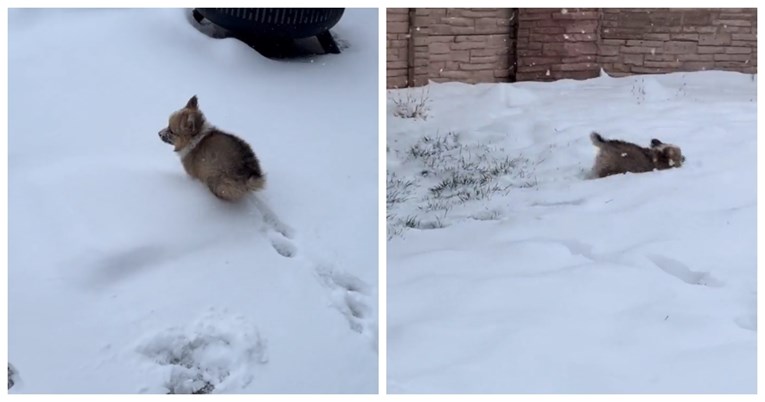 VIDEO Malena kujica prvi je put ugledala snijeg, njezina reakcija je sve