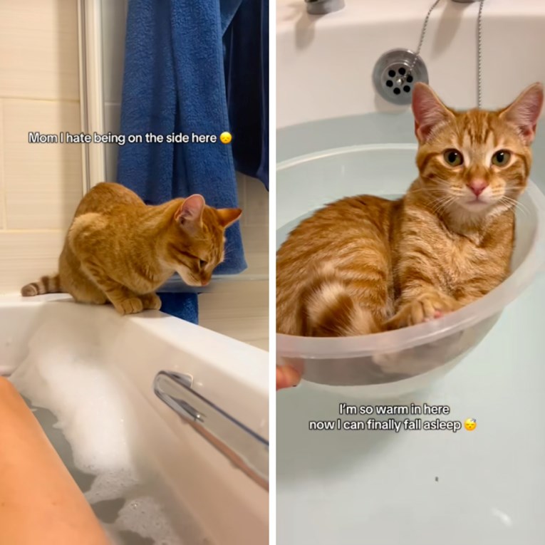 Žena pronašla način kako da mački koja želi biti blizu nje dok se kupa ispuni želju