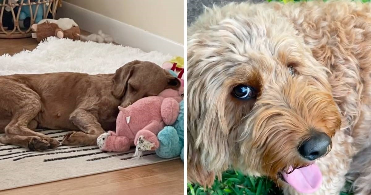 Transformacija ovog psa pokazuje što se događa kad ostavljeni psi dobiju ljubav