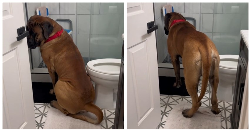 "Skoro smo ga izgubili": Engleski mastif je "zapeo" u kupaonici, video je urnebes