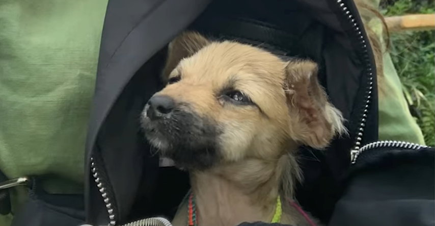 Otišla na putovanje na Bali, nije imala pojma da će joj štene promijeniti život