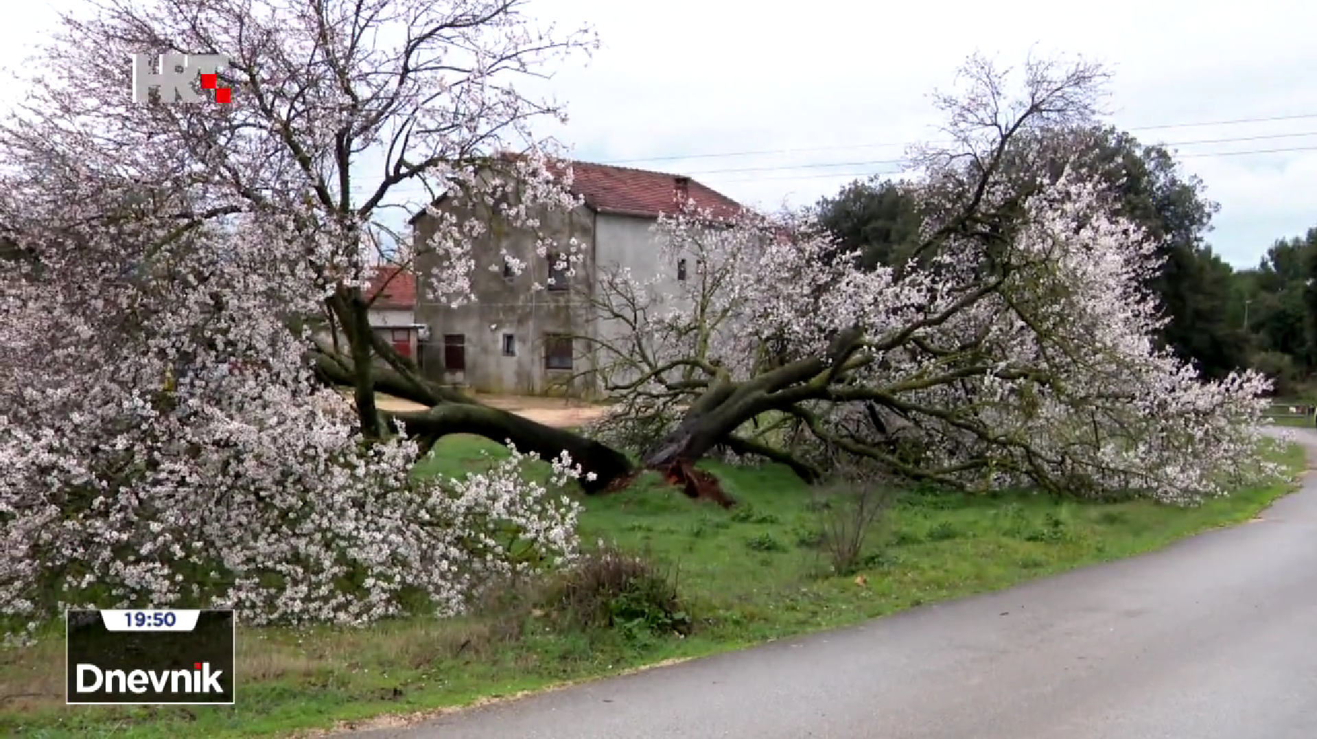 Olujno jugo srušilo 200-godišnji badem, simbol Bibinja
