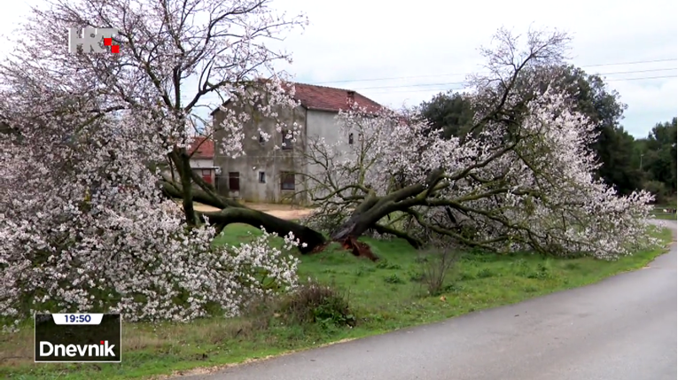 Dalmacija ostala bez svog diva: Olujno jugo srušilo 200-godišnji badem
