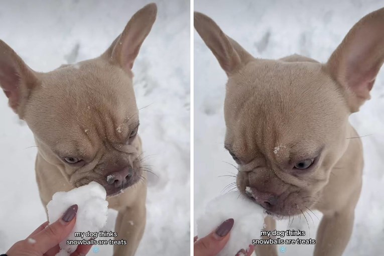 Pas misli da su snježne grude poslastice, prizor je presladak