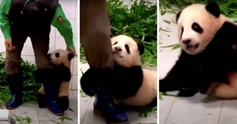 Preslatka beba panda se uhvatila za nogu svog timaritelja i ne želi ga pustiti