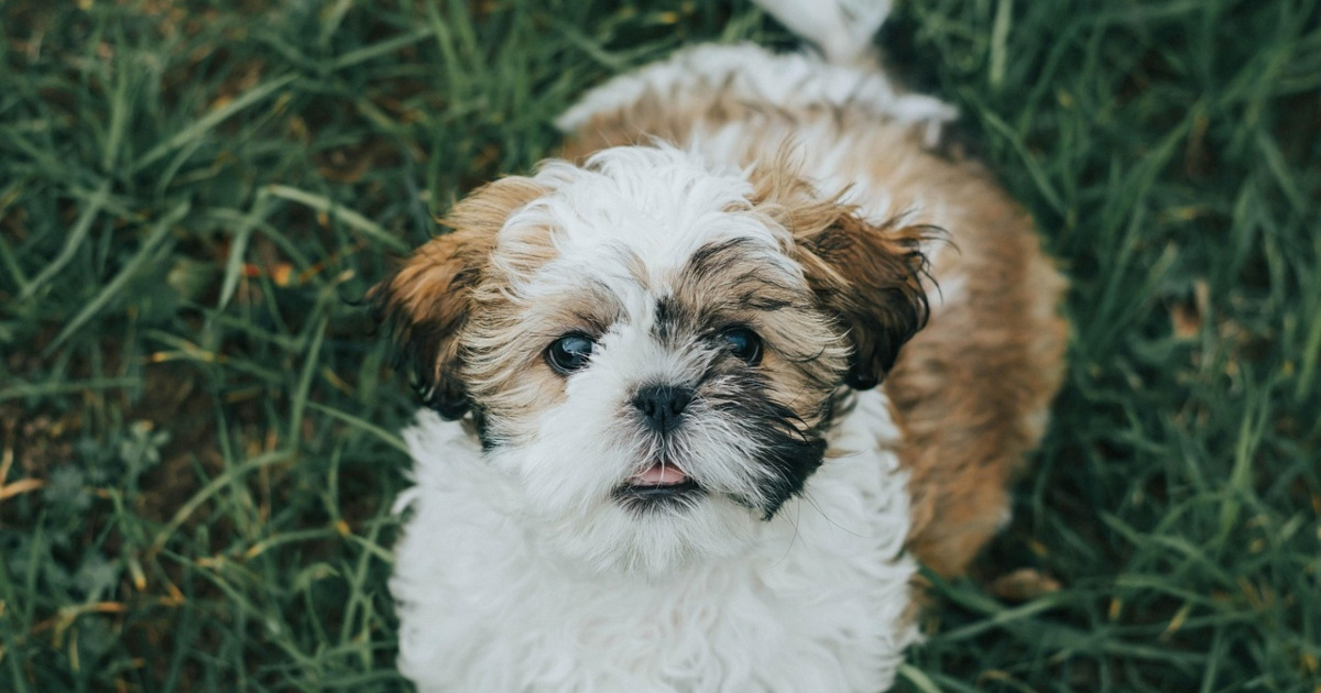 6 najboljih pasmina pasa za introverte, prema trenerima