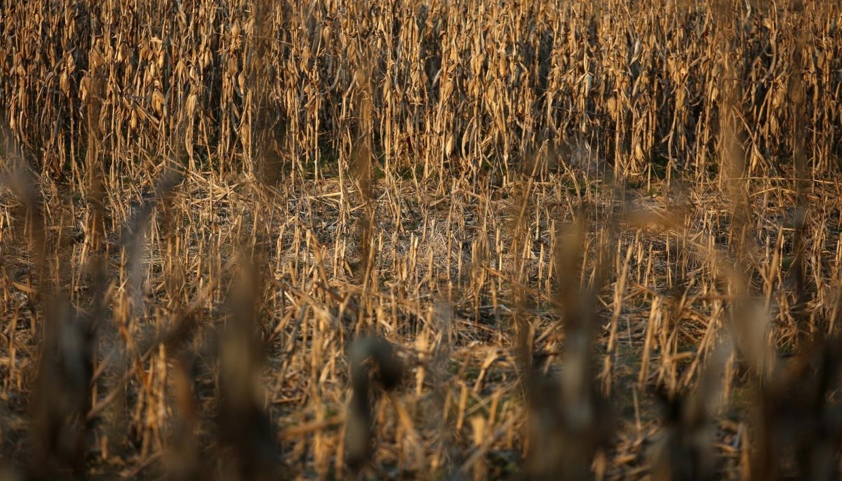 U polju kukuruza kod Zagreba pronađeno raspadnuto tijelo