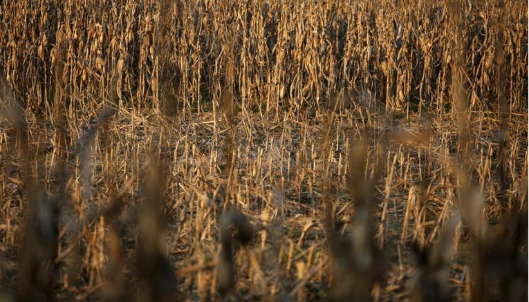 U polju kukuruza kod Zagreba pronađeno raspadnuto tijelo