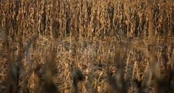 U polju kukuruza kod Zagreba pronađeno raspadnuto tijelo