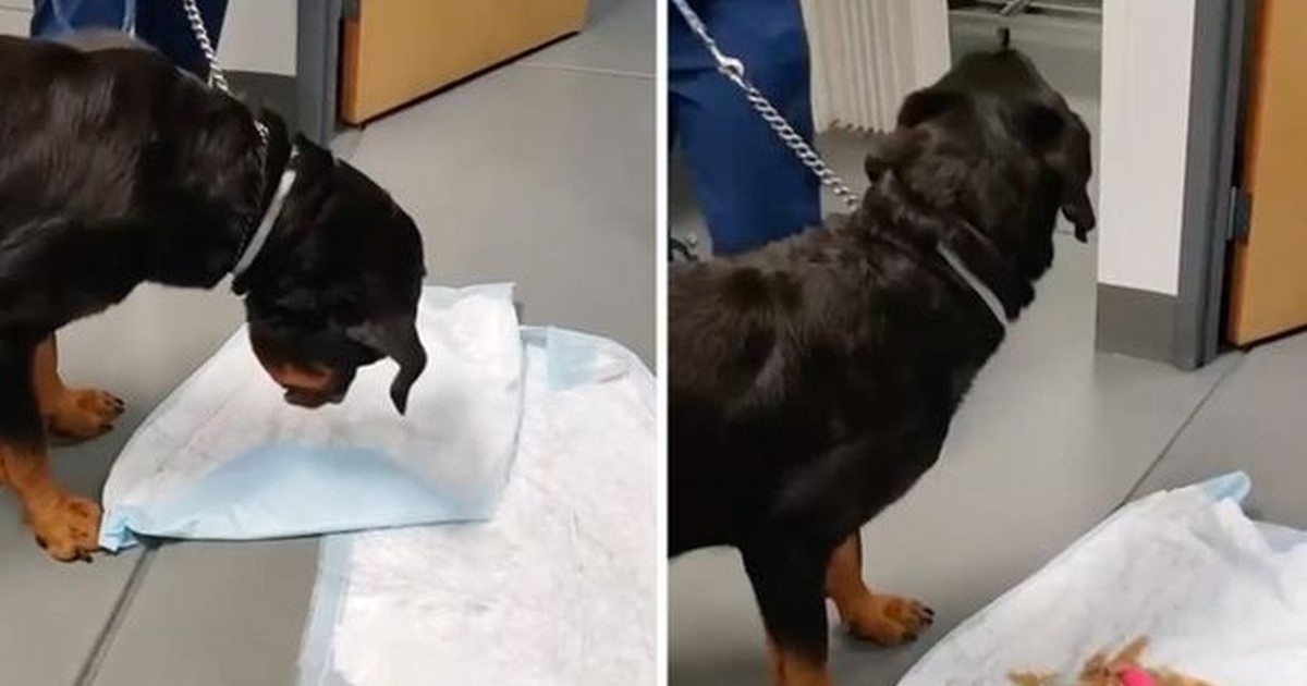 VIDEO Pas ispred veterinara povratio 18+ predmet