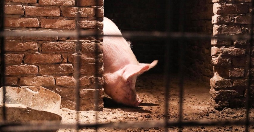 Zbog svinjske kuge u Mrzoviću eutanazirano 259 svinja