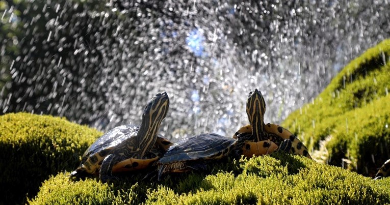 Poznate šibenske kornjače dolaskom toplijih dana vraćene u fontanu