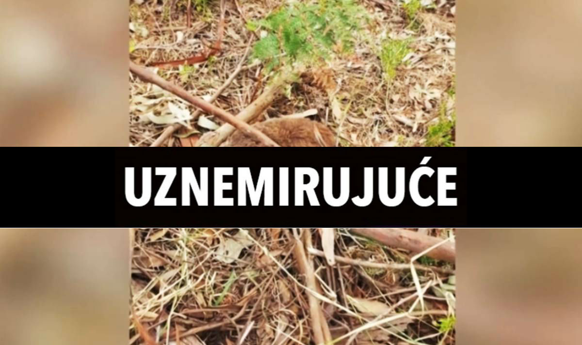 Masakr koala zbog sječe drveća. Građani: "Australiju bi trebalo biti sram"