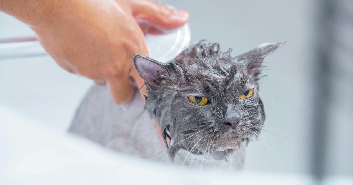 Veterinar upozorava: Kupanje mačaka nije potrebno i izaziva stres