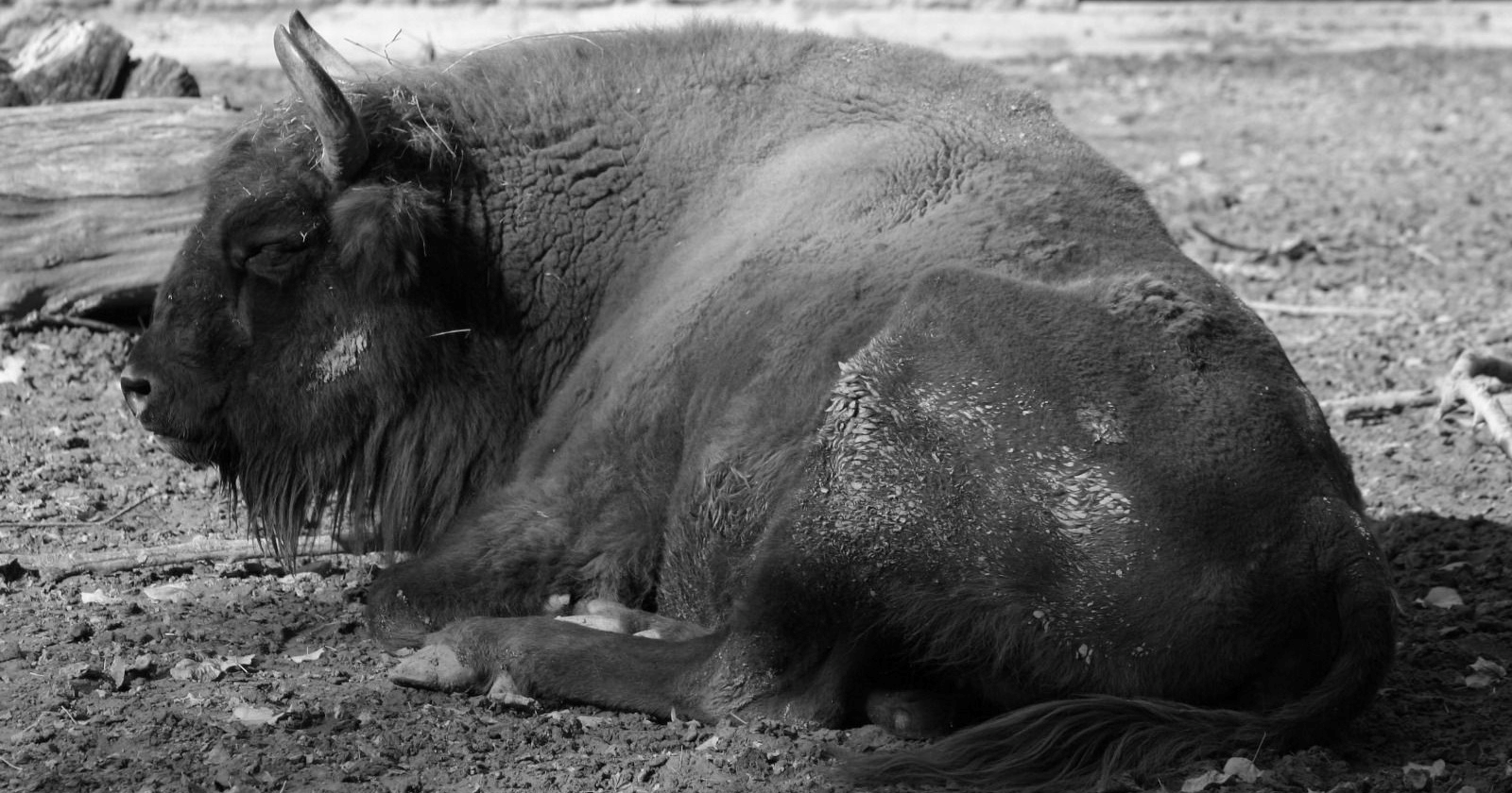 U zagrebačkom ZOO-u uginula bizonica Ozana
