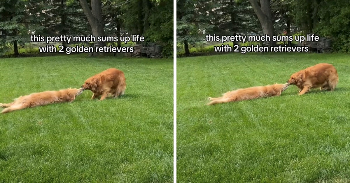 Žena šaljivim videom pokazala kako izgleda njezin život sa zlatnim retriverima
