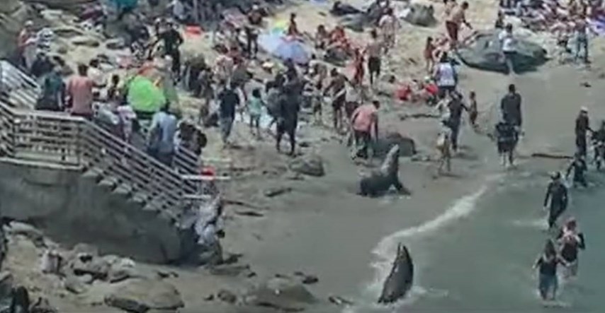 VIDEO Morski lavovi tjerali kupače s plaže u Kaliforniji, pogledajte