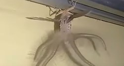 "Izgleda kao izvanzemaljac": Snimio bizarno stvorenje kako mu plazi po stropu