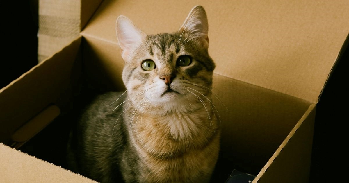 Zašto mačke vole kutije?