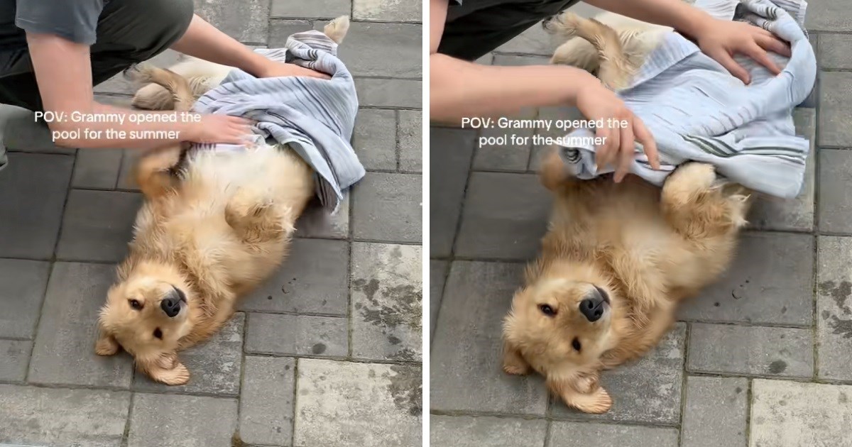 Retriverica uživa u brisanju ručnikom nakon prvog kupanja u bazenu ove godine