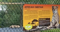 Muškarac u zoološkom vrtu prišao nastambi geparda pa prasnuo u smijeh