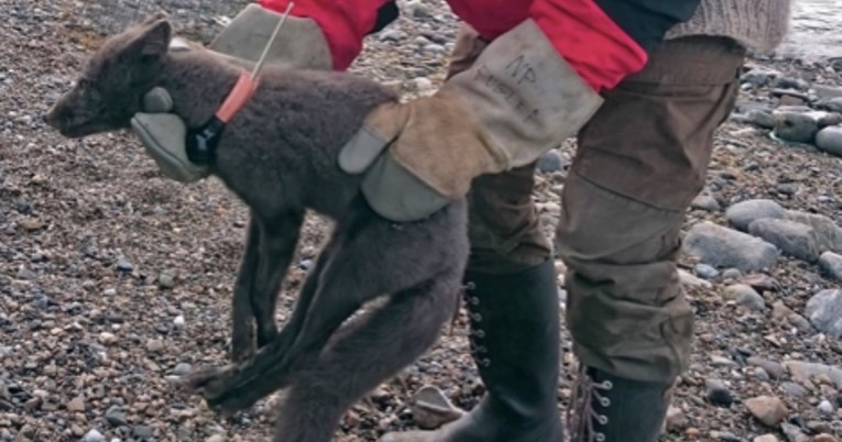 Ova lisica je prevalila 4400 kilometara kako bi iz Norveške stigla u Kanadu