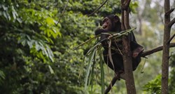 Znanstvenici izradili genetsku kartu čimpanza, moći će pratiti ukradene životinje