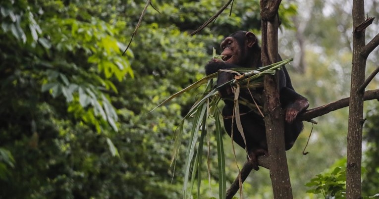 Znanstvenici izradili genetsku kartu čimpanza, moći će pratiti ukradene životinje