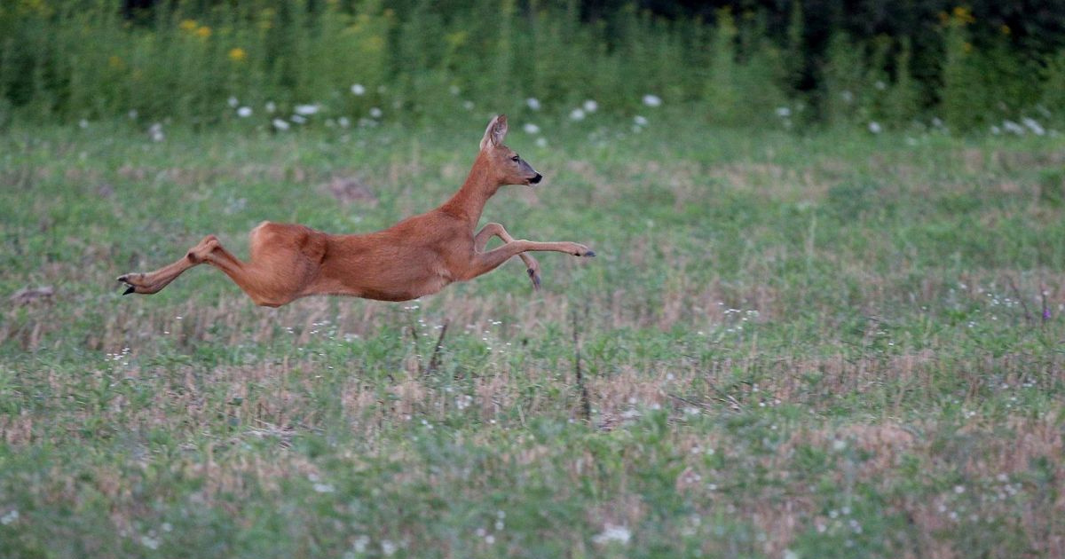 Udruga Biom traži povlačenje izmjena Zakona o lovstvu