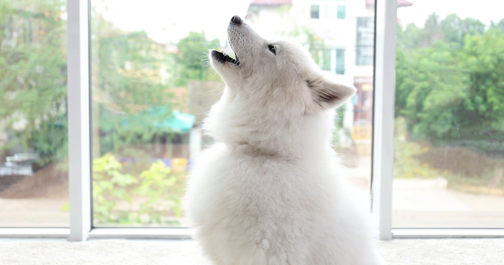 Zov divljine? Znanstvenici istražuju zašto psi zavijaju