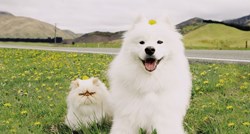 Prijateljstvo veselog psa i namrgođenog mačka osvojilo internet, ovo je njihova priča