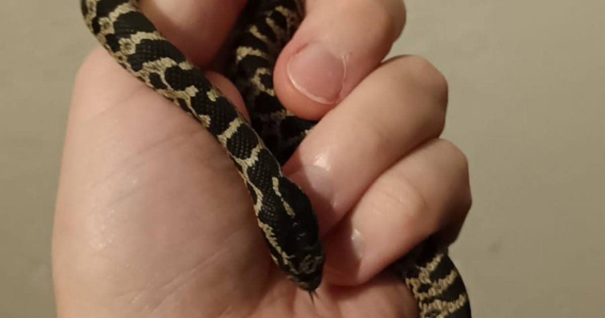 Pronađena je zmija koja je lutala zagrebačkom Trešnjevkom, sutra se seli u ZOO