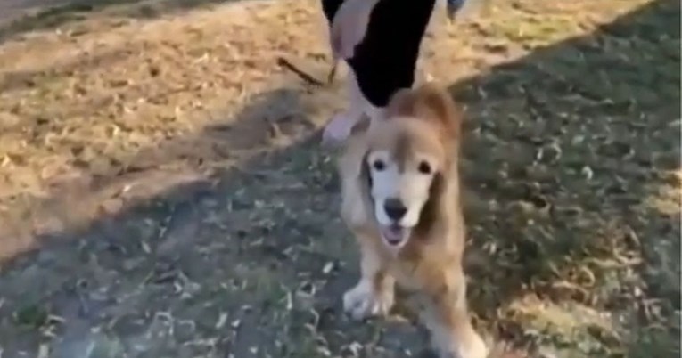 Pogledajte dirljivu reakciju slijepog psa kad vlasnika prepozna po mirisu