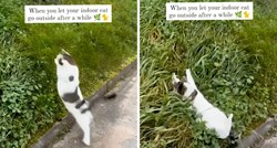 8 mil. pregleda: Kućni mačak otišao u šetnju s vlasnicom, evo što je zatim učinio