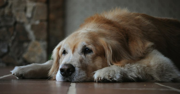 Veterinar otkrio šest mogućih razloga zašto stariji psi obavljaju nuždu u kući