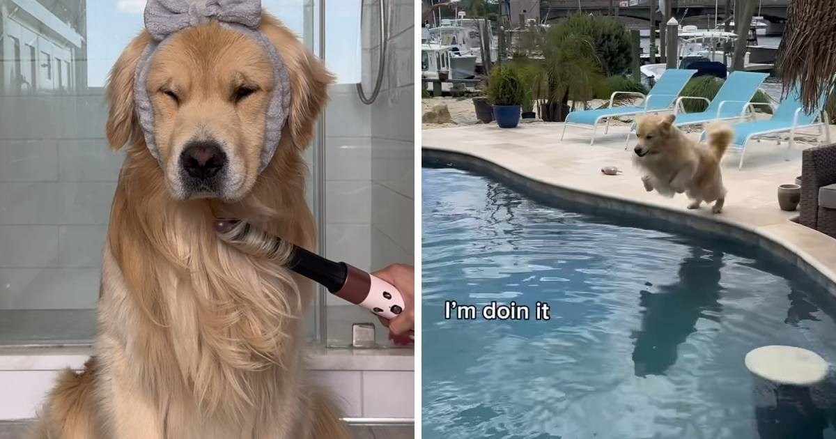 Zlatni retriver uništio frizuru skokom u bazen, snimka je postala hit