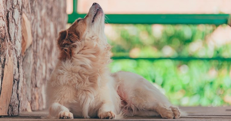 Stručnjakinja objasnila zašto neki psi zavijaju kad njihovi vlasnici pjevaju