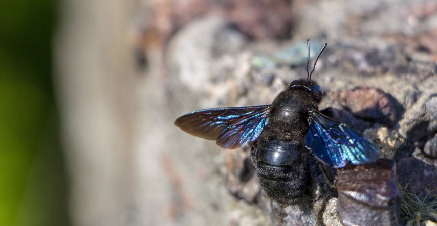 Znanstvenici s Floride pronašli rijetku plavu pčelu, mislilo se da je izumrla