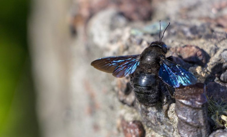 Američki znanstvenici ponovno uočili rijetku plavu pčelu, mislilo se da je izumrla
